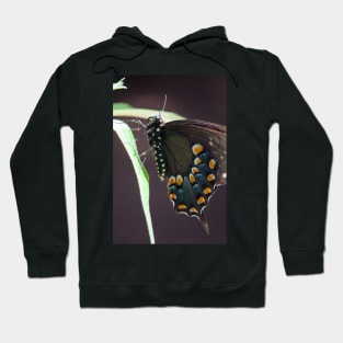 Black Swallowtail Hoodie